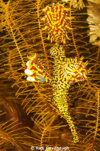 Ornate Ghost Pipefish in its native surroundings by Rick Cavanaugh 